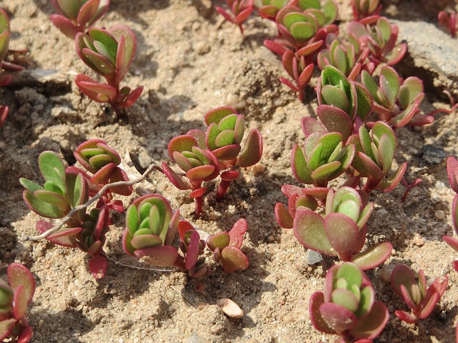 Ảnh minh hoạ Rau Sam (Portulaca oleracea) 4