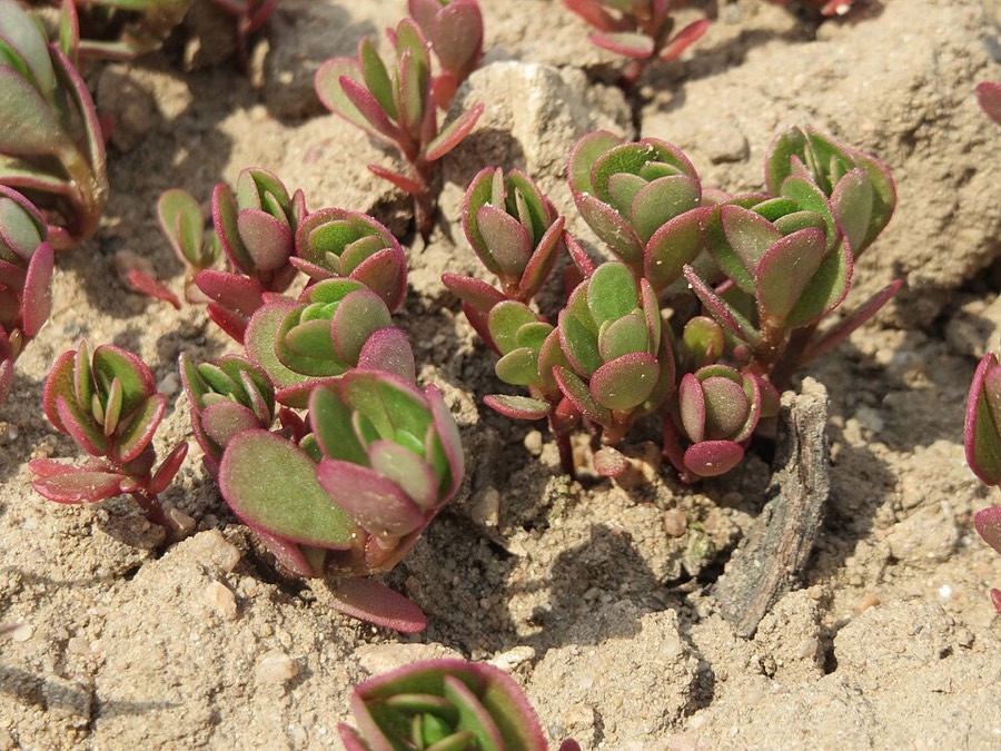 Ảnh minh hoạ Rau Sam (Portulaca oleracea) 5