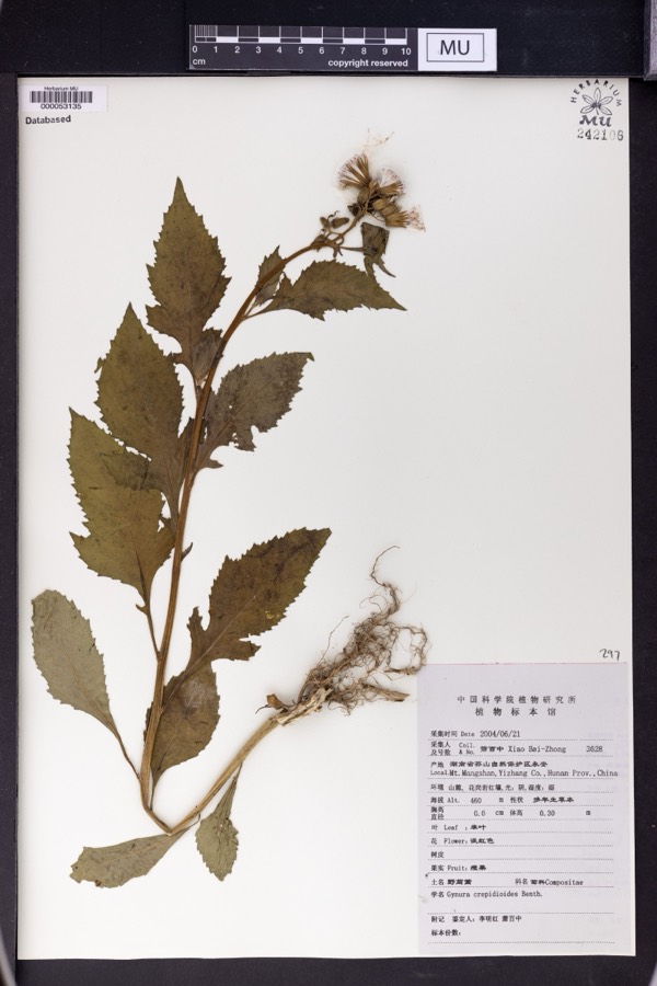 Ảnh minh hoạ Rau Tàu Bay (Gynura crepidioides) 4