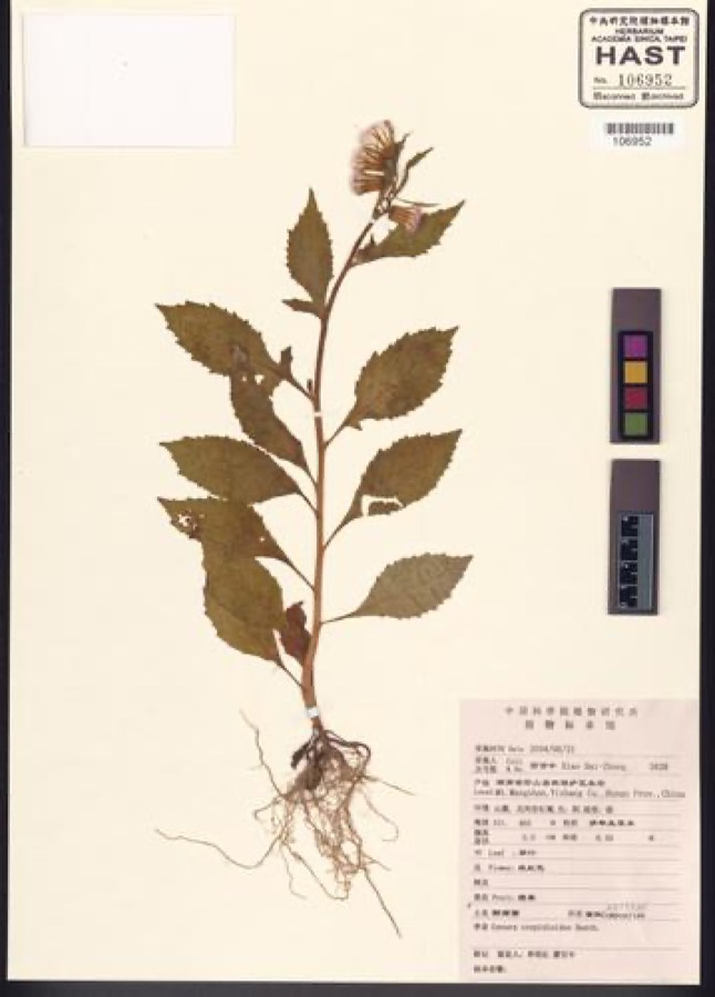 Ảnh minh hoạ Rau Tàu Bay (Gynura crepidioides) 5