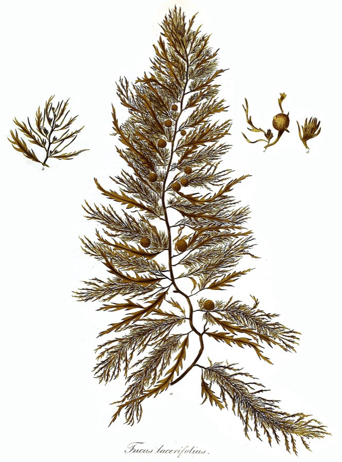 Ảnh minh hoạ Rong Mơ (Sargassum) 4