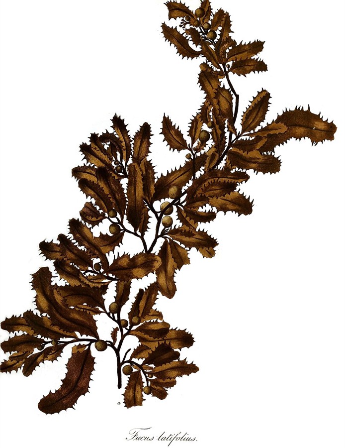 Ảnh minh hoạ Rong Mơ (Sargassum) 5
