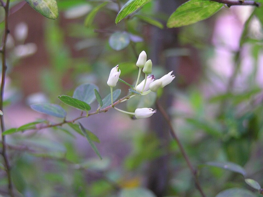 Ảnh minh hoạ Rung Rúc (Berchemia lineata) 1