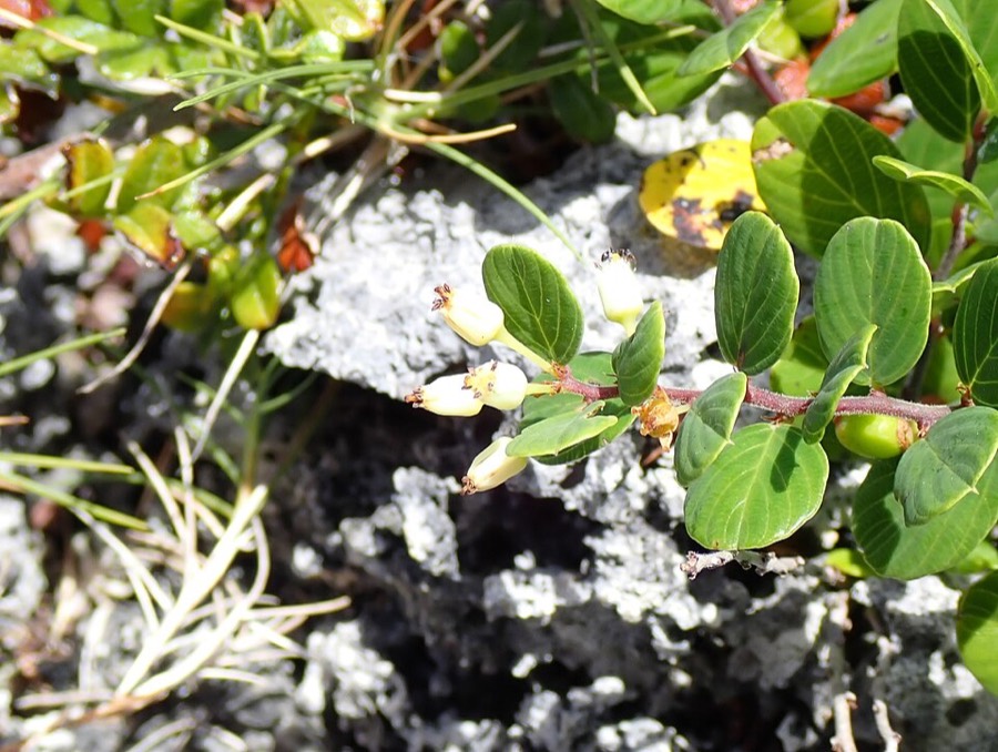 Ảnh minh hoạ Rung Rúc (Berchemia lineata) 2