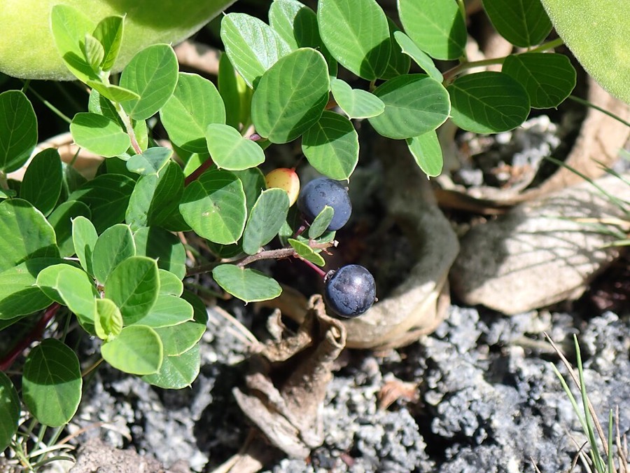Ảnh minh hoạ Rung Rúc (Berchemia lineata) 3