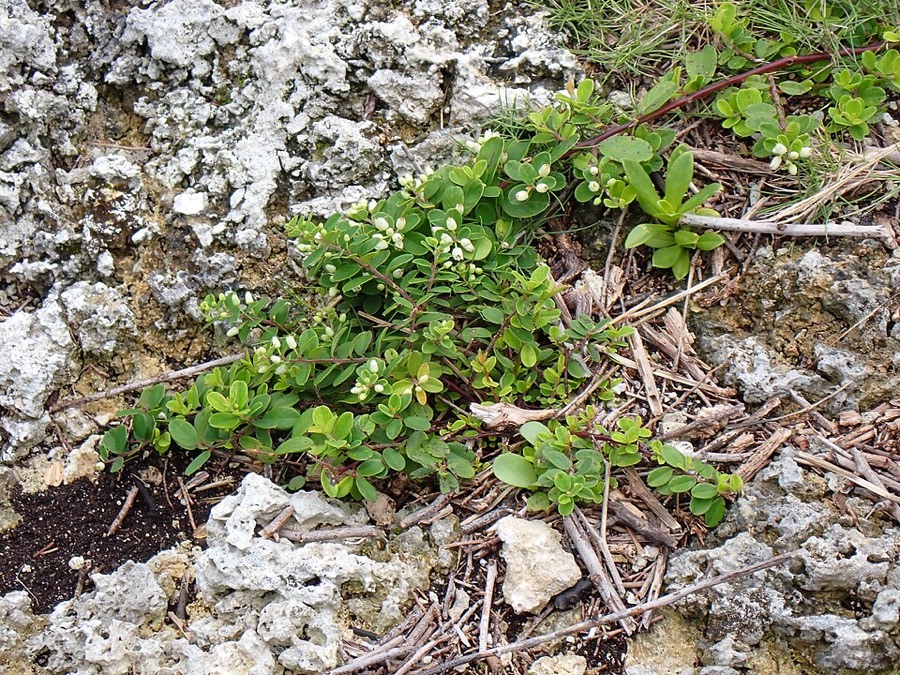 Ảnh minh hoạ Rung Rúc (Berchemia lineata) 4