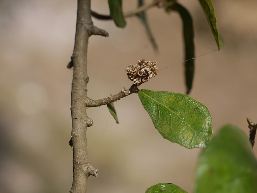 Ảnh minh hoạ Ruối (Streblus asper) 4