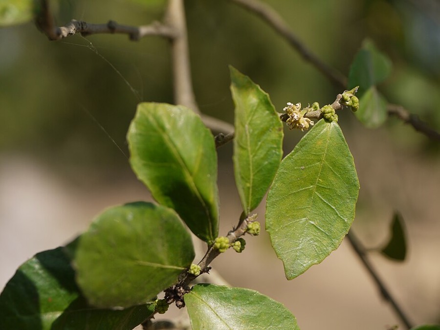 Ảnh minh hoạ Ruối (Streblus asper) 5