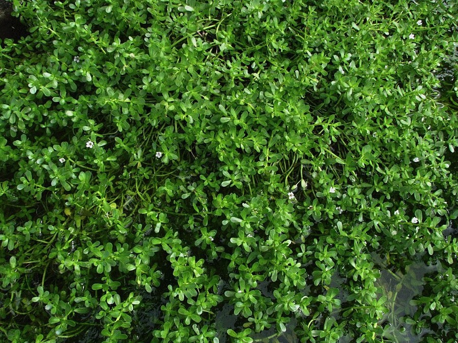 Ảnh minh hoạ Ruột Gà (Bacopa monnieri) 4
