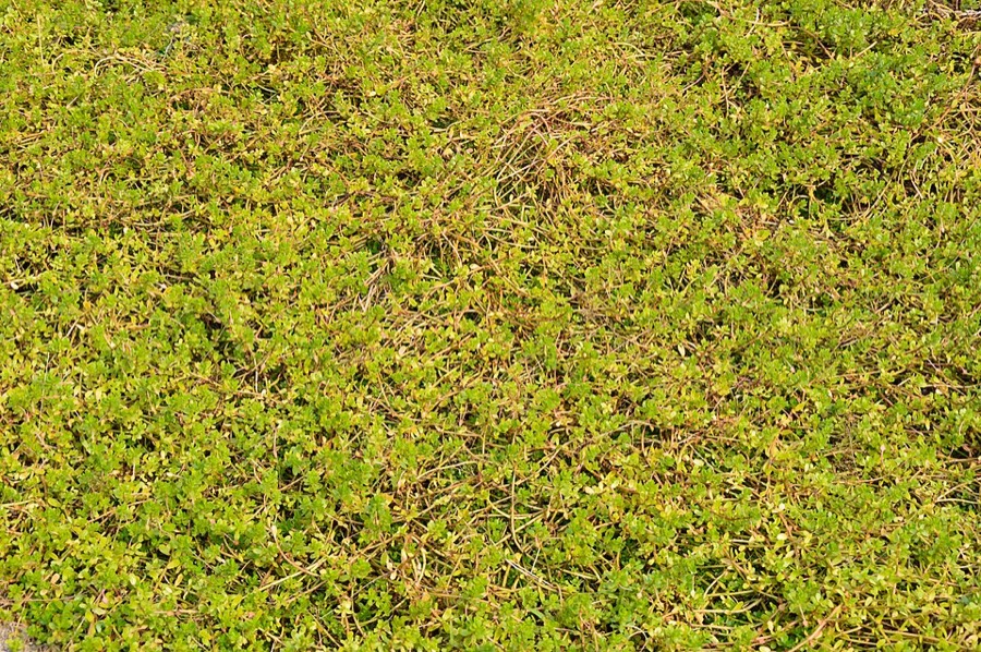 Ảnh minh hoạ Ruột Gà (Bacopa monnieri) 5