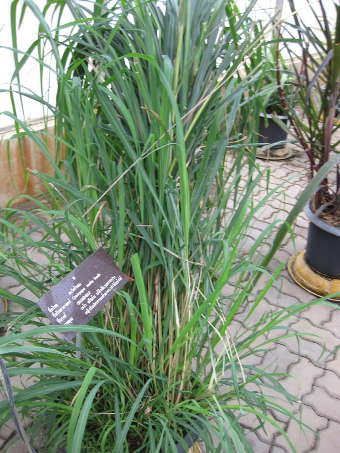 Ảnh minh hoạ Sả (Cymbopogon nardus) 1