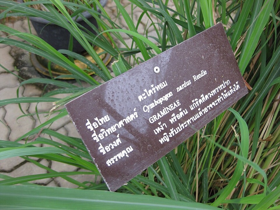 Ảnh minh hoạ Sả (Cymbopogon nardus) 2