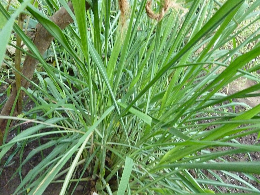 Ảnh minh hoạ Sả (Cymbopogon nardus) 3