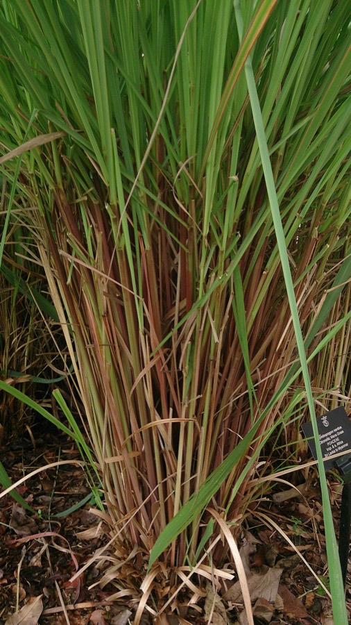 Ảnh minh hoạ Sả (Cymbopogon nardus) 4