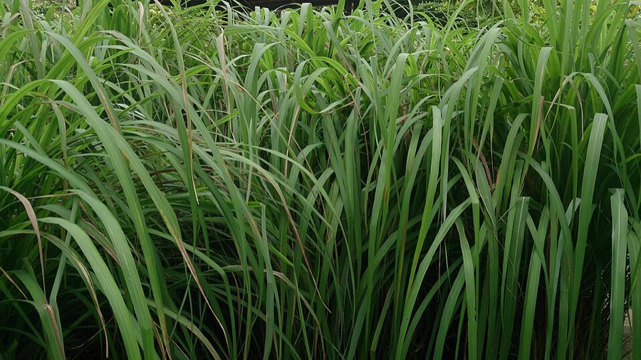 Ảnh minh hoạ Sả (Cymbopogon nardus) 5