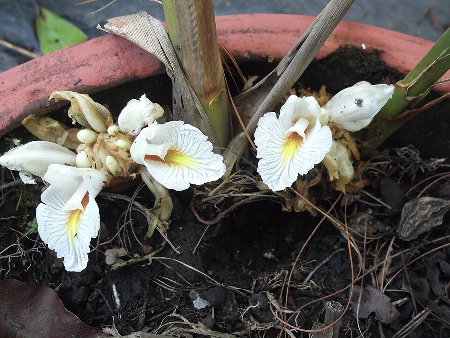 Ảnh minh hoạ Sa Nhân (Amomum villosum) 4