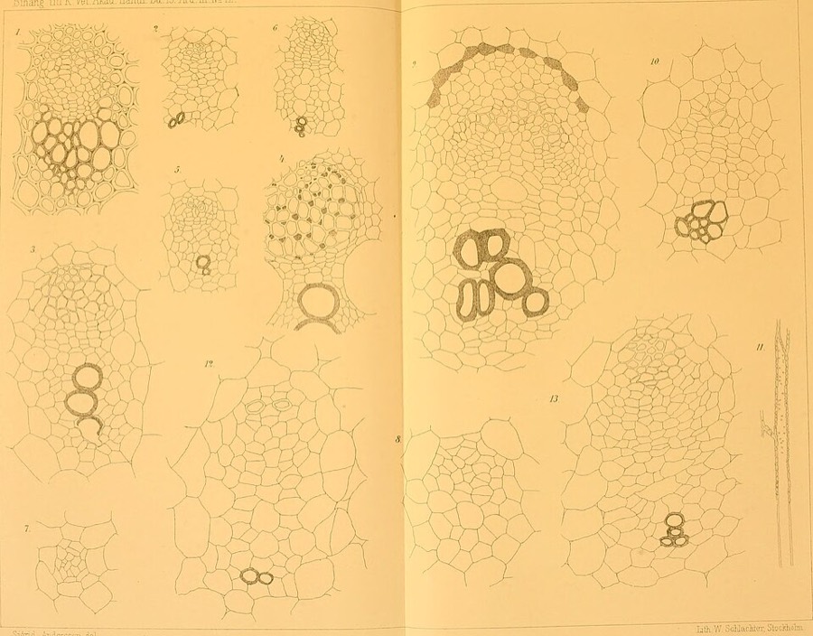 Ảnh minh hoạ Sa Nhân (Amomum villosum) 5