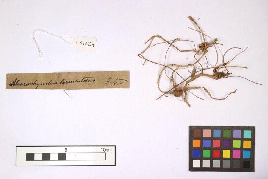 Ảnh minh hoạ Sa Sâm (Launaea pinnatifida) 1