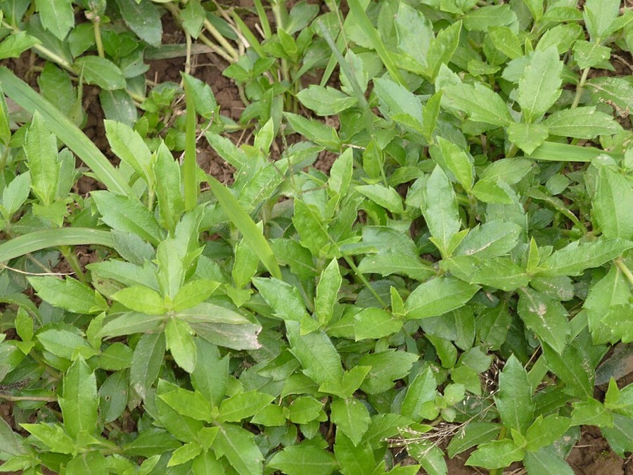 Ảnh minh hoạ Sài Đất (Wedelia calendulacea) 1