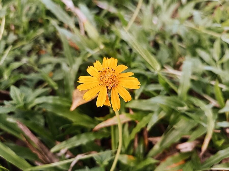 Ảnh minh hoạ Sài Đất (Wedelia calendulacea) 2