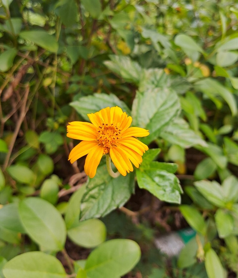 Ảnh minh hoạ Sài Đất (Wedelia calendulacea) 3