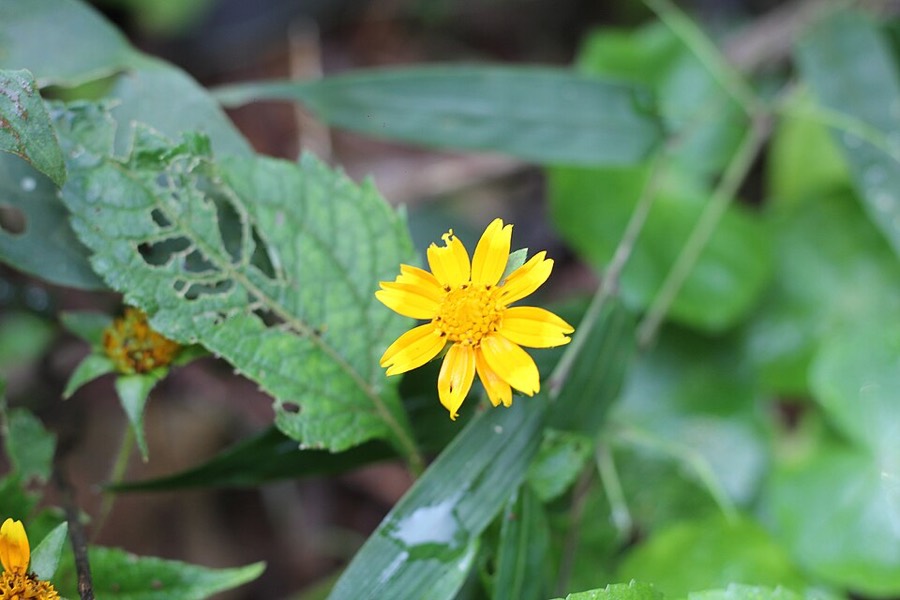 Ảnh minh hoạ Sài Đất (Wedelia calendulacea) 4