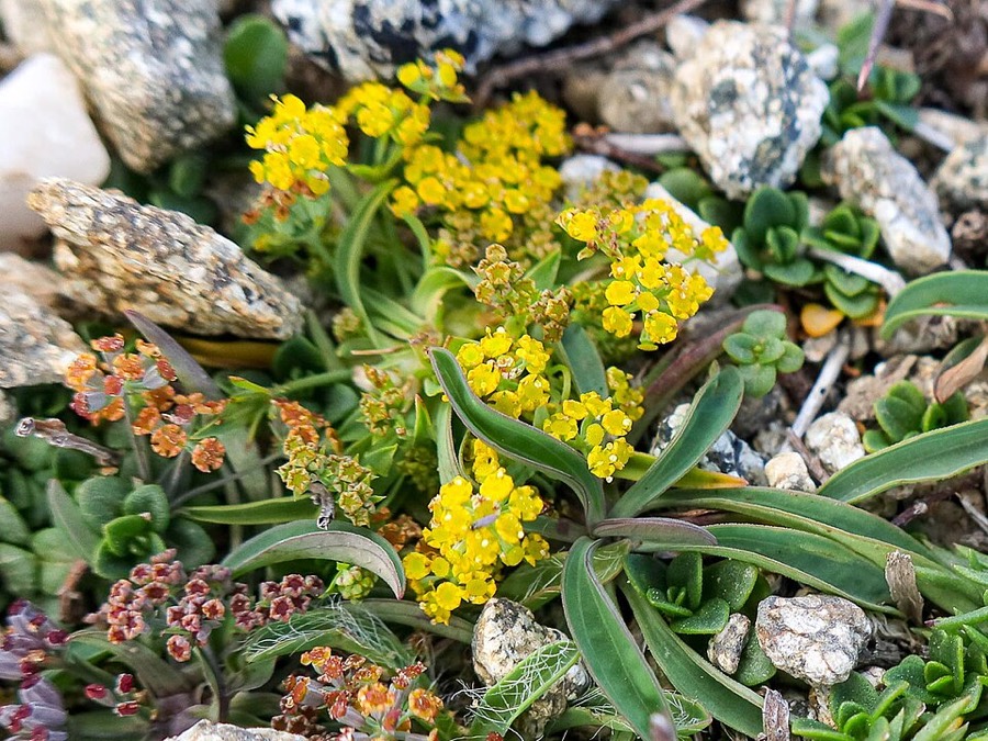 Ảnh minh hoạ Sài Hồ (Bupleurum sinense) 4