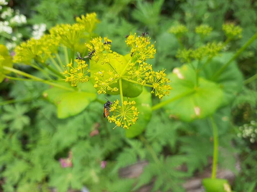 Ảnh minh hoạ Sài Hồ (Bupleurum sinense) 5