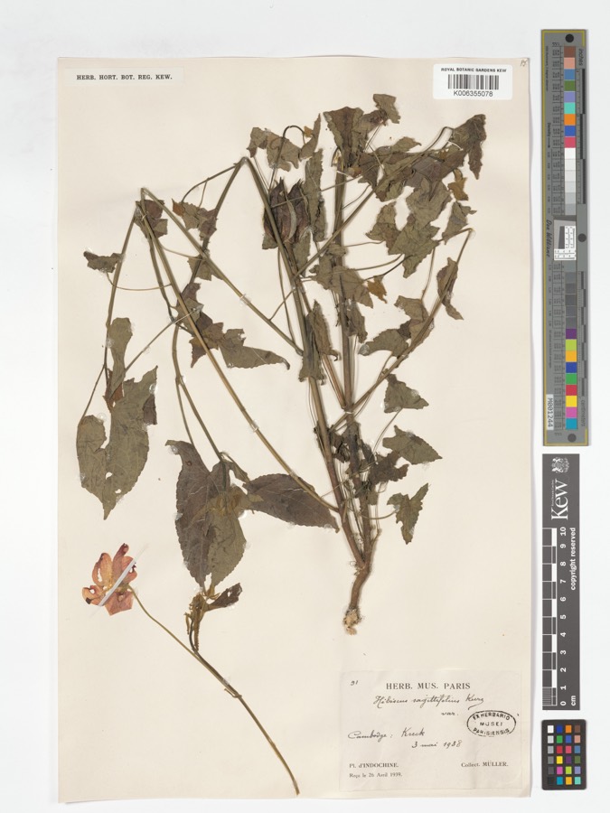 Ảnh minh hoạ Sâm Bố Chính (Hibiscus sagittifolius) 4