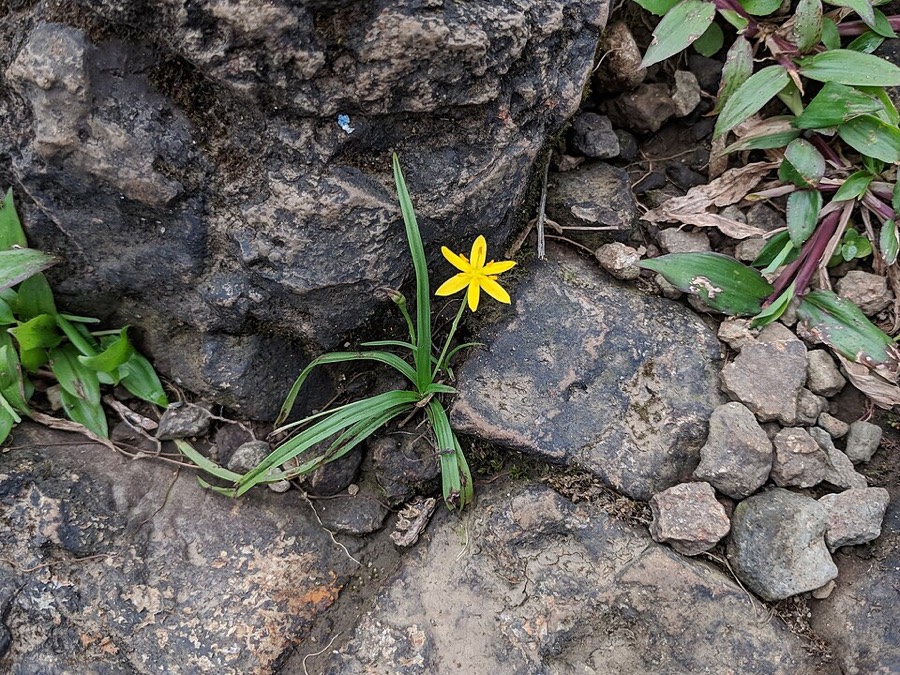 Ảnh minh hoạ Sâm Cau (Curculigo orchioides) 4