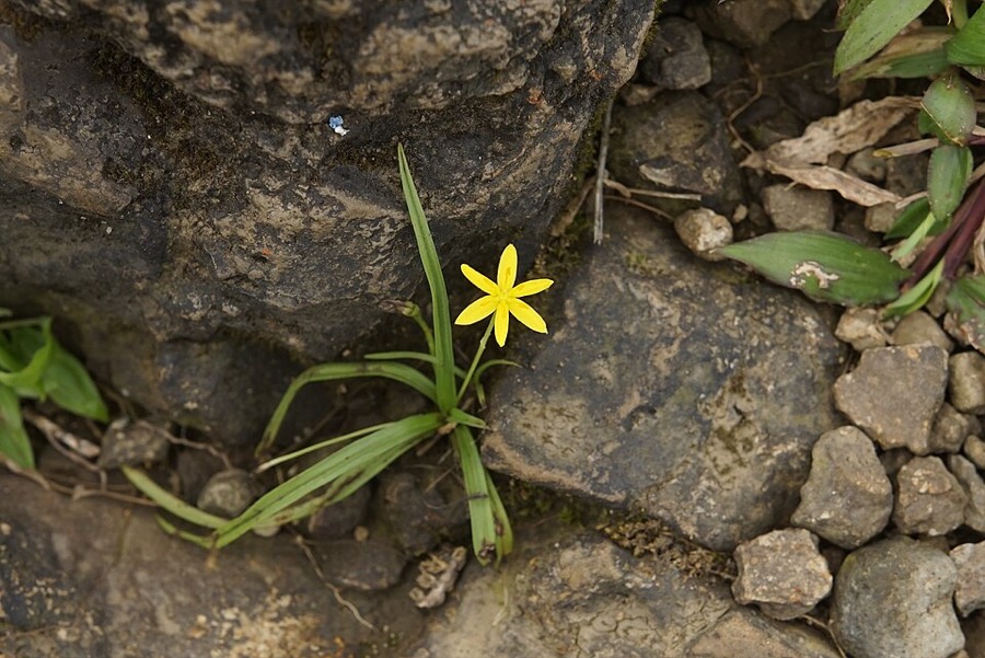 Ảnh minh hoạ Sâm Cau (Curculigo orchioides) 5