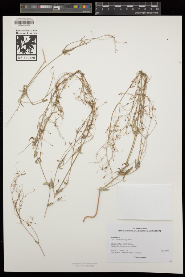 Ảnh minh hoạ Sâm Rừng (Boerhaavia repens) 2