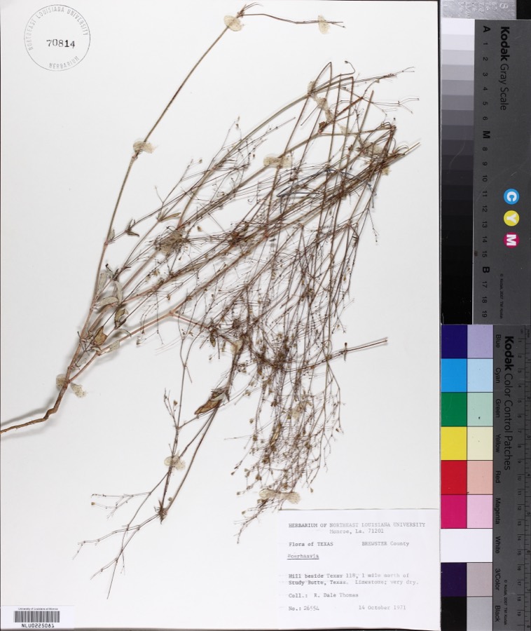 Ảnh minh hoạ Sâm Rừng (Boerhaavia repens) 3