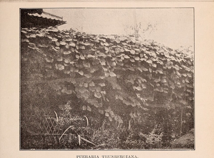 Ảnh minh hoạ Sắn Dây (Pueraria thomsoni) 1