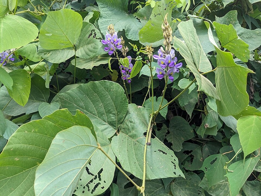 Ảnh minh hoạ Sắn Dây (Pueraria thomsoni) 3