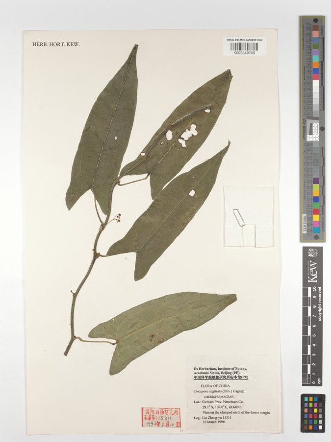 Ảnh minh hoạ San Sư Cô (Tinospora sagittata) 1