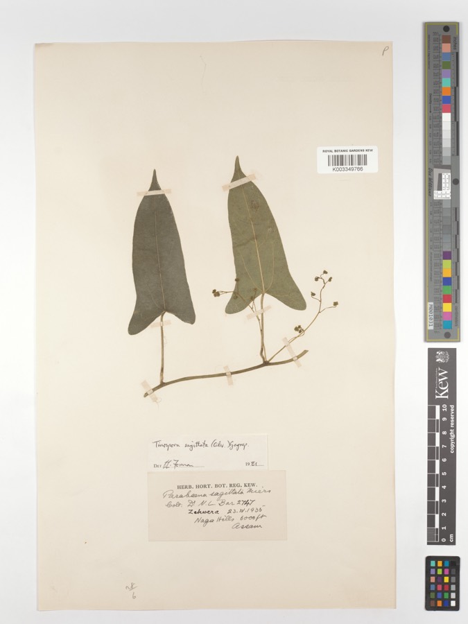 Ảnh minh hoạ San Sư Cô (Tinospora sagittata) 2