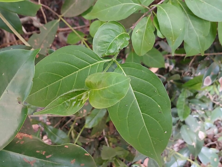 Ảnh minh hoạ Sắn Thuyền (Syzygium resinosum) 1