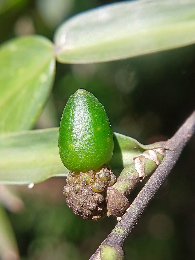 Ảnh minh hoạ Sắn Thuyền (Syzygium resinosum) 2