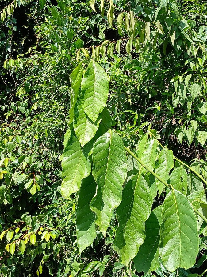 Ảnh minh hoạ Sắn Thuyền (Syzygium resinosum) 3