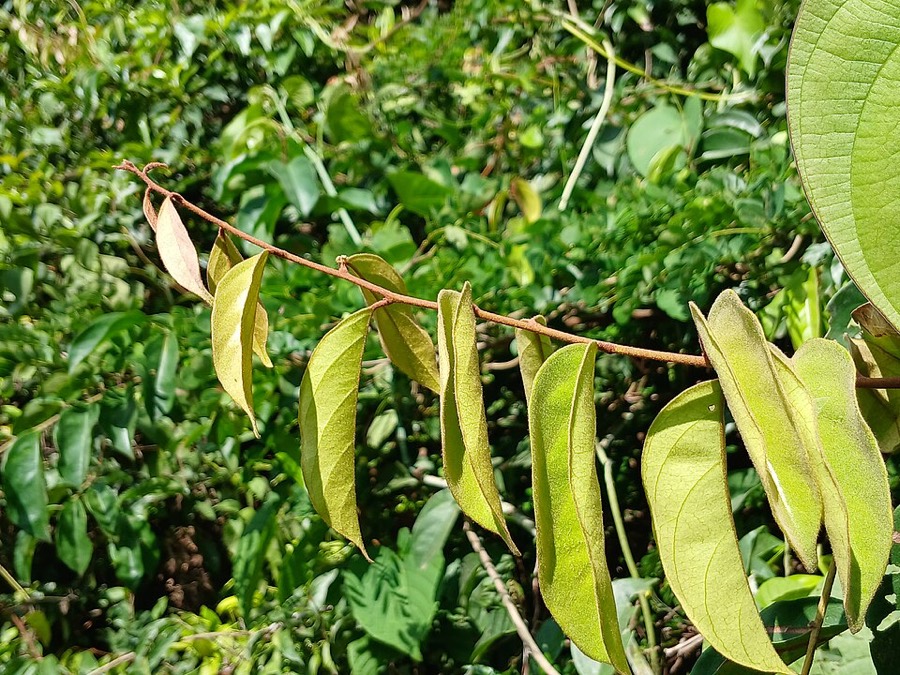 Ảnh minh hoạ Sắn Thuyền (Syzygium resinosum) 4