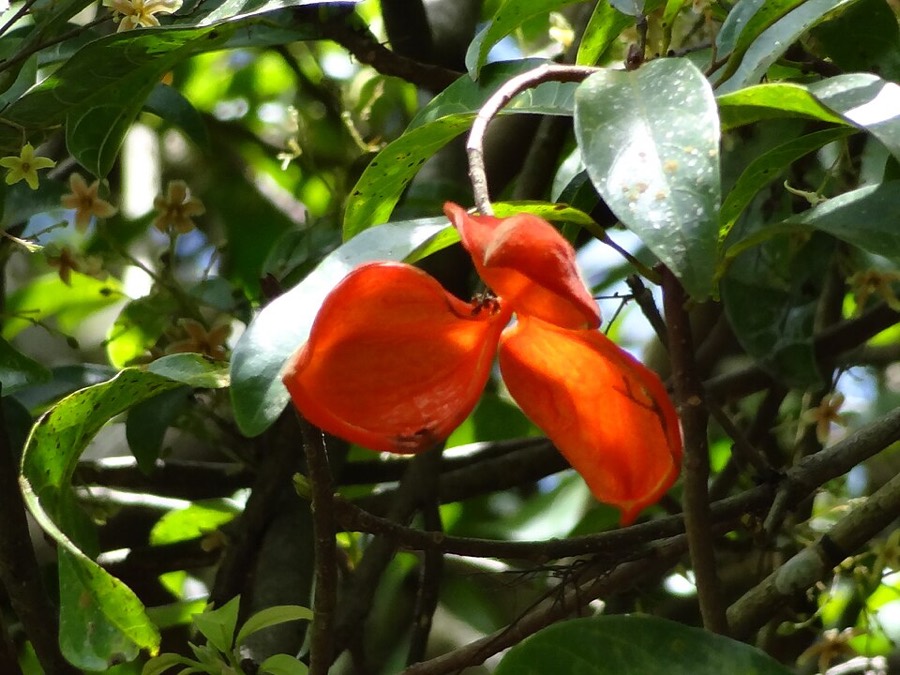 Ảnh minh hoạ Sảng (Sterculia lanceolata) 4