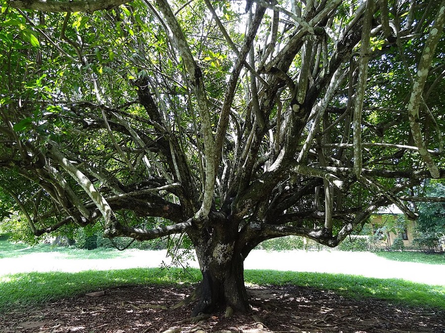 Ảnh minh hoạ Sảng (Sterculia lanceolata) 5