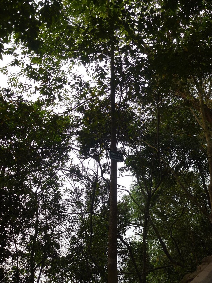 Ảnh minh hoạ Sao Đen (Hopea odorata) 4