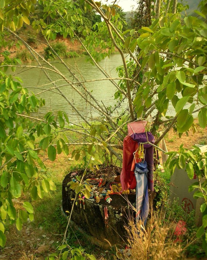 Ảnh minh hoạ Sao Đen (Hopea odorata) 5