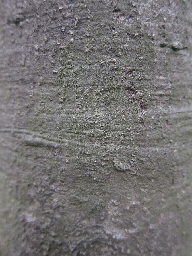 Ảnh minh hoạ Sấu (Dracontomelon duperreanum) 4
