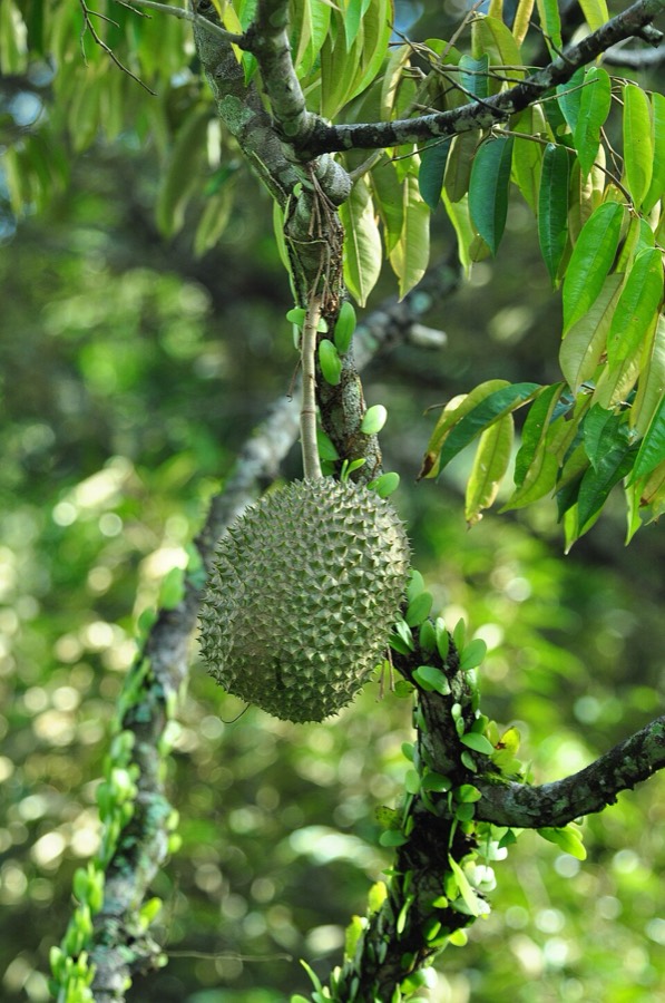 Ảnh minh hoạ Sầu Riêng (Durio zibethinus) 4