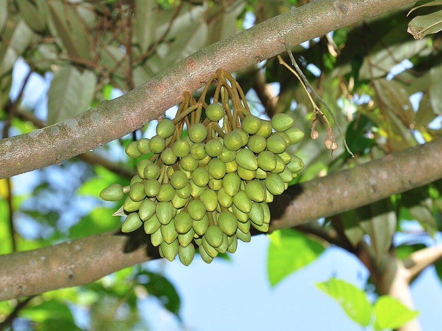 Ảnh minh hoạ Sầu Riêng (Durio zibethinus) 5