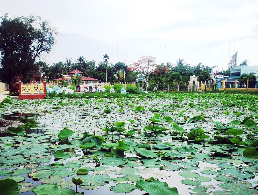 Ảnh minh hoạ Sen (Nelumbo nucifera) 1