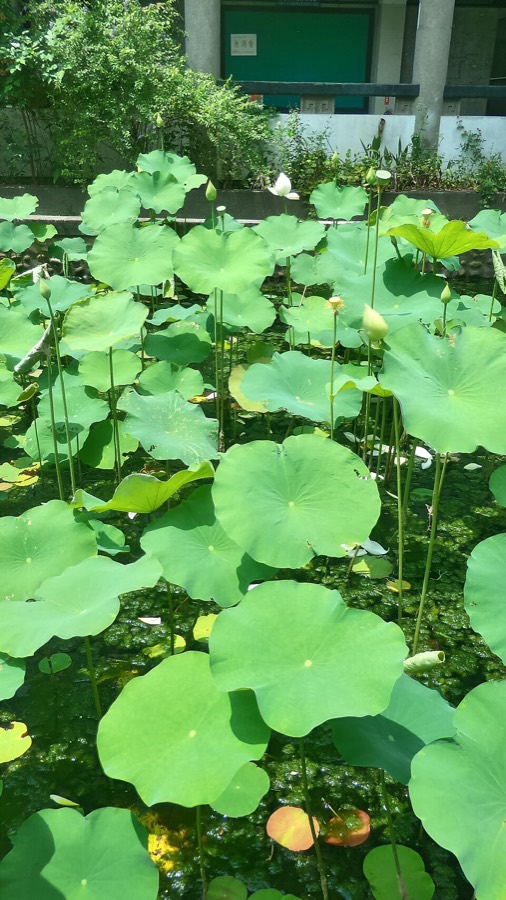 Ảnh minh hoạ Sen (Nelumbo nucifera) 2